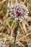 Ackerlauch - Allium ampeloprasum