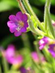 Zottiges Weidenröschen - Epilobium hirsutum