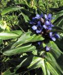 Kreuz-Enzian - Gentiana cruciata