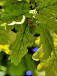 Stiel-Eiche - Quercus robur subsp. robur