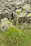 Narzissenblütige Annemone - Anemonastrum narcissiflorum
