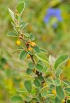 Gewöhnliche Zwergmispel - Cotoneaster integerrimus