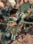 Europäische Sonnenwende - Heliotropium europaeum
