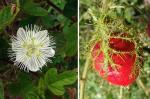 Stinkende Grenadille - Passiflora foetida