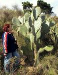 : - Opuntia streptacantha