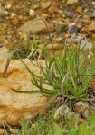 Felsen-Wegerich-Plantago maritima subsp. serpentina