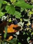 Kratzbeere - Rubus caesius
