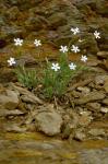 Felsen-Leimkraut - Silene rupestris