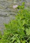 Akeleiblättrige Wiesenraute - Thalictrum aquilegiifolium