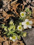 Sandkraut - Arenaria montana
