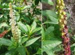 : - Phytolacca icosandra