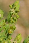 : - Lysimachia linum-stellatum