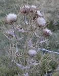 Wollkopf-Kratzdistel - Cirsium eriophorum