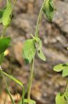 Gemeiner Wirbeldost - Clinopodium vulgare