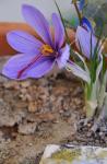Safran - Crocus sativus