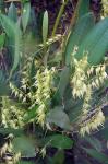 :-Anathallis obovata