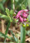 Dichtblütiger Erdrauch - Fumaria densiflora