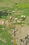 Kulturapfel - Malus domestica