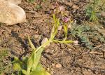 Wespen-Ragwurz - Ophrys tenthredinifera