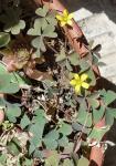 Horn-Sauerklee - Oxalis corniculata