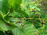 : - Psychotria brachiata