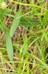 Sprossender Knöterich - Polygonum viviparum
