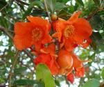 Granatapfel - Punica granatum