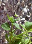Vogelmiere - Stellaria media