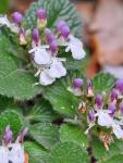: - Teucrium pyrenaicum subsp. pyrenaicum