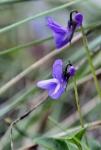 Sand-Veilchen - Viola rupestris