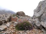: - Acantholimon ulicinum