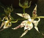 : - Rhynchostele hortensiae