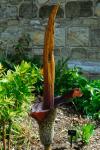 Teufelszunge-Amorphophallus konjac