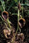: - Aristolochia poluninii
