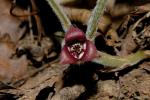 Kanadische Haselwurz - Asarum canadense