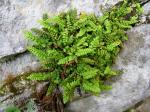 Grüner Milzfarn - Asplenium ramosum