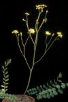 Goldende Nachtmütze - Bongardia chrysogonum