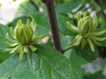 Echter Gewürzstrauch - Calycanthus floridus