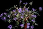 : - Campanula hierapetrae