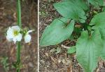 Breitblättriges Pfeilkraut - Sagittaria latifolia