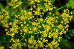 : - Chaerophyllum creticum