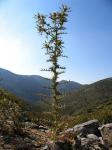 : - Cirsium morinifolium