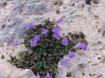 : - Clinopodium alpinum subsp. meridionale