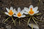 : - Crocus sieberi subsp. sieberi