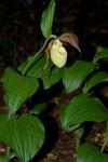 :-Cypripedium kentuckiense