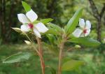 : - Sauvagesia erecta