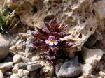 Salzburger Augentrost - Euphrasia salisburgensis