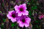 Madeira-Storchschnabel - Geranium maderense