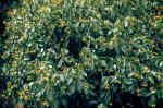 : - Hedera helix f. poetarum