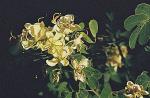 : - Senna bicapsularis
